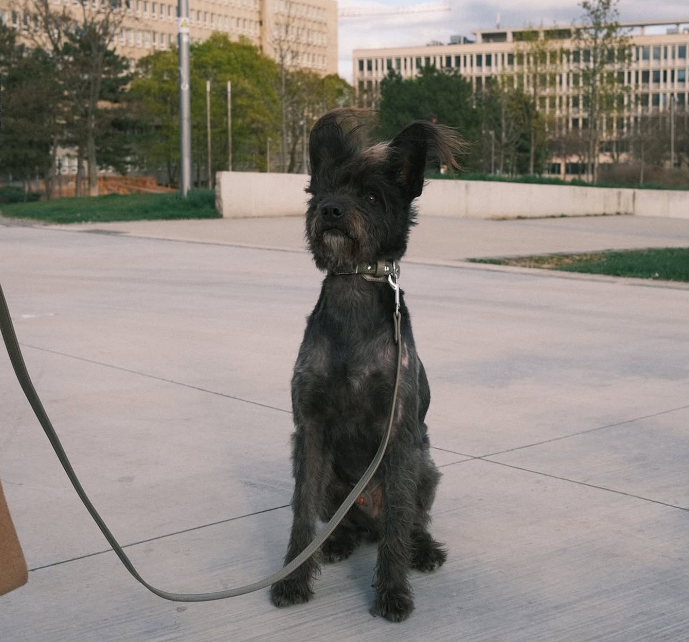 Psík Barbory Bakoš a LiLOS